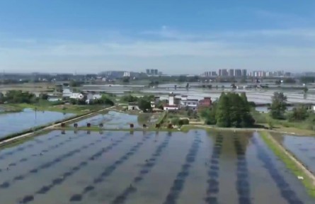 安徽：“一只蝦”成就鄉(xiāng)村富民產(chǎn)業(yè)