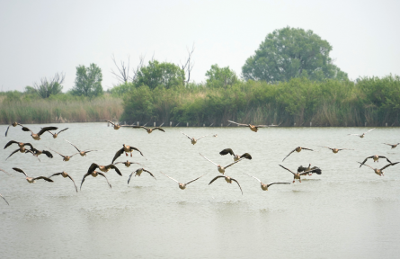 生物多樣性保護(hù) biodiversity conservation