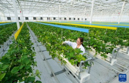 新農(nóng)人繪制新“豐”景