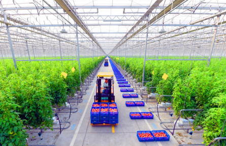 山東蘭陵：培育設(shè)施蔬菜產(chǎn)業(yè)新質(zhì)生產(chǎn)力