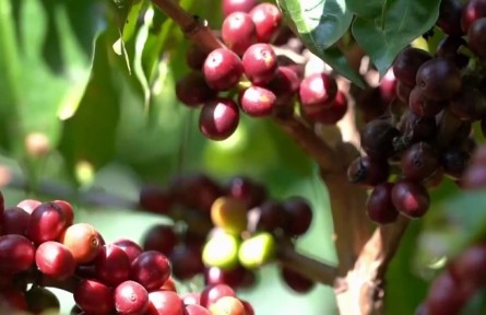 “龍頭”引領 科技支撐 云南高原特色農(nóng)業(yè)向“新”而行提質增效