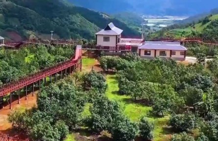 滬滇協(xié)作與財(cái)政創(chuàng)新雙輪驅(qū)動(dòng) 織就云南花卉產(chǎn)業(yè)“幸?；ㄦ湣?></a></td>
<td align=