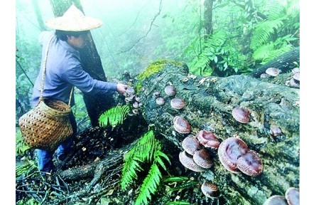 農(nóng)業(yè)文化遺產(chǎn)中的語言智慧