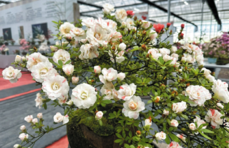 福建福鼎：創(chuàng)新升級(jí)花卉產(chǎn)業(yè)規(guī)模 “一花一木”打造大產(chǎn)業(yè)