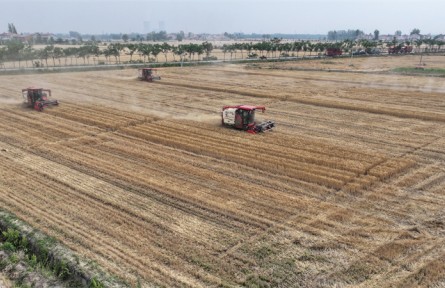 湖北宜城小河鎮(zhèn)：高標準農(nóng)田托起“金色糧倉”