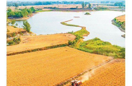 全國“三夏”大規(guī)模小麥機(jī)收全面展開