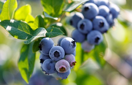 多吃藍(lán)莓，能讓人變白？