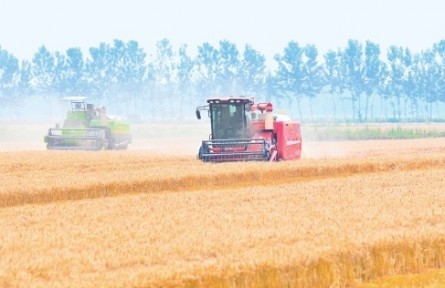 安徽4300多萬畝小麥大面積開鐮