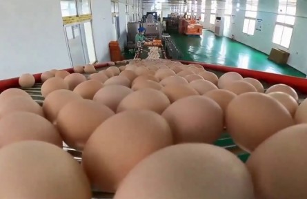 安徽六安：一枚雞蛋“闖”上海