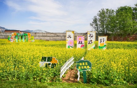 解鎖金色花海背后的“農(nóng)業(yè)密碼”！海淀以科技賦能“智慧田園”