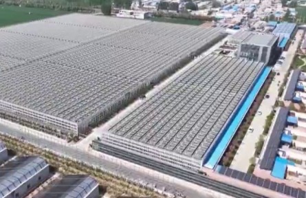 山東：從田間到云端 智慧農(nóng)業(yè)綻放勃勃生機(jī)