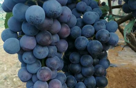 優(yōu)質(zhì)葡萄高效生產(chǎn)技術(shù)