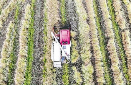湖北荊門(mén)：“菜籽油之鄉(xiāng)”80萬(wàn)畝油菜顆粒歸倉(cāng)