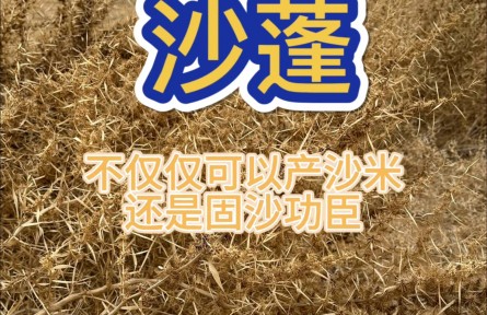 沙蓬，治理荒漠的好幫手，實地體驗防風(fēng)固沙的效果