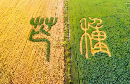 芒種：左手收麥浪，右手種希望