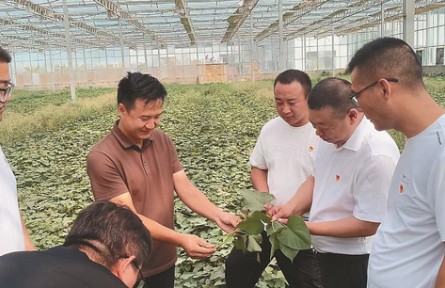 選調(diào)生何騰：做一根“紅薯藤”，去聽(tīng)土地的心跳