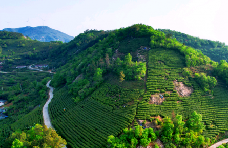 安徽桐城：強(qiáng)化地理標(biāo)志保護(hù) 推動(dòng)“桐城小花”香飄全國(guó)