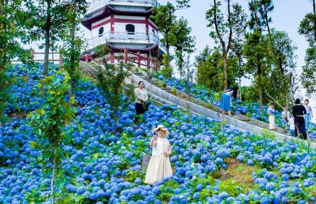 湖北大冶：荒山變花海 “三產(chǎn)融合”繪共富圖景