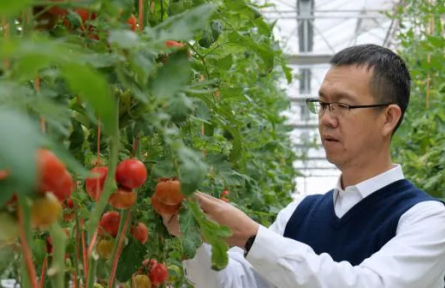 “新農(nóng)人”龐利民：以農(nóng)藝匠心，育番茄“寵兒”