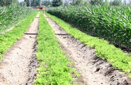 新疆兵團：加強田管奪豐收