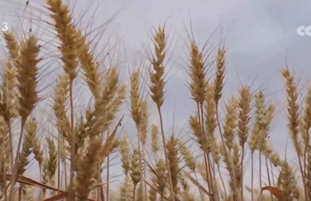 糧滿倉、果飄香 希望的田野“智”繪三夏好“豐”光