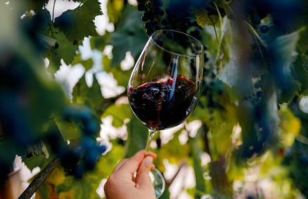 葡萄酒對健康有益？自釀葡萄酒小心喝“出事兒”