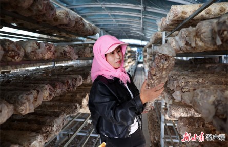 甘肅武威：米糧川里好“豐”景