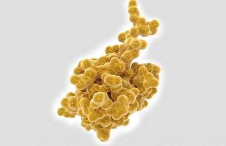 科技名詞|泛素化 ubiquitination