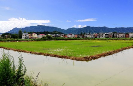 湖北陽新：“稻蝦鱔”共舞 “一田三收”繪就生態(tài)富民畫卷