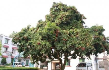 全程都在“冰箱”里？真實“荔枝道”，用了億點點氣象學(xué)