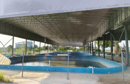 湖北黃石劉政村：“智慧養(yǎng)殖”破局 鱖魚(yú)游出致富新路徑