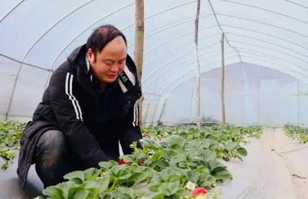 博士種草莓 高管養(yǎng)肉牛！貴州“新農(nóng)人”將現(xiàn)代科技引入傳統(tǒng)農(nóng)業(yè)