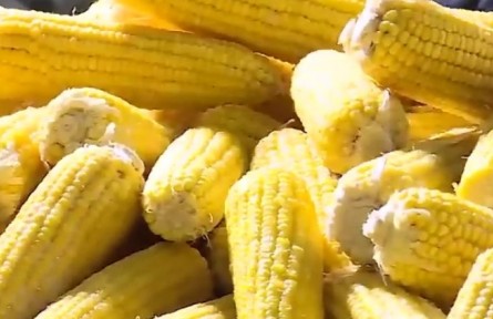 黑龍江：為三農(nóng)“擔”來千億活水