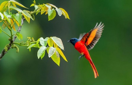 怒江·珍鳥翔集|山椒鳥：自然界的粉彩杰作