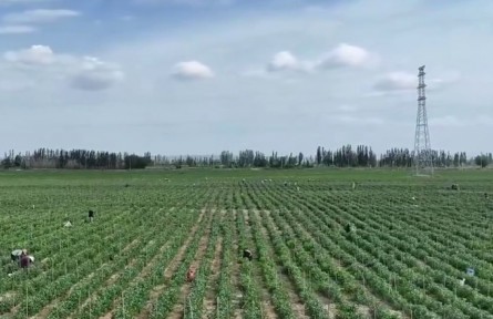 甘肅：守好糧食生產(chǎn)“耕”基 加快建設(shè)高標(biāo)準(zhǔn)農(nóng)田