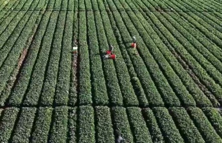 云南：優(yōu)化監(jiān)測 深化幫扶 激發(fā)動(dòng)力 守住不發(fā)生規(guī)模性返貧致貧底線