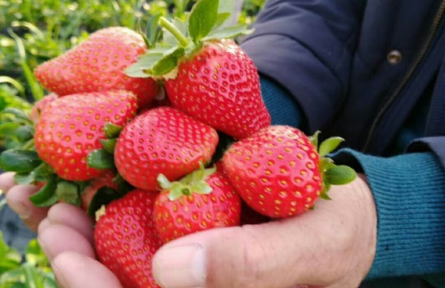 試驗(yàn)園地：“微生態(tài)制劑”破解蔬果連作障礙難題