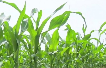 黑龍江：用好黑土地 端穩(wěn)龍江糧