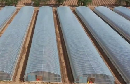 寧夏：特色種植又添新品種 “蔬菜之王”蘆筍塞上“安家”