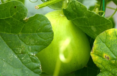 湖北江陵：“甜蜜經(jīng)濟”激活“致富密碼”