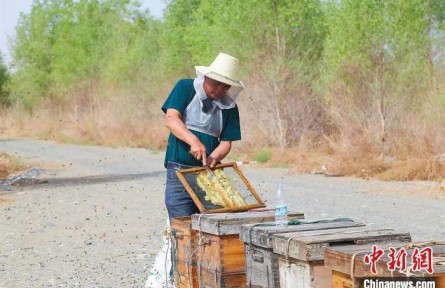 新疆沙漠中“生”出“綠色銀行”