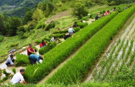 湖北谷城方家坪村：高山泉水育好米 冷水稻喜獲首批訂單