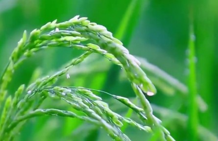 叫響“遼寧好糧油”金字招牌