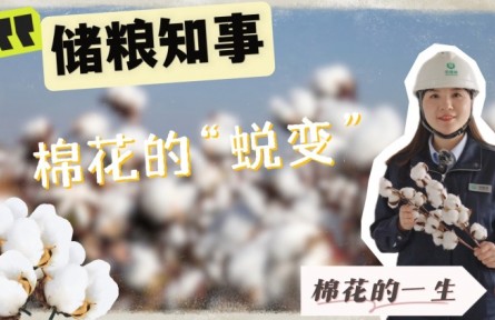 棉花的“壓縮”人生：從棉桃到棉包