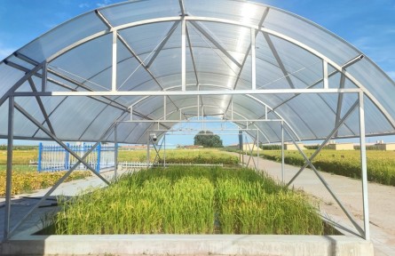 黑龍江：鹽堿地里新“稻”路上好“豐”景