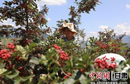 甘肅文縣：“椒”染山野鎖住10億“麻”利