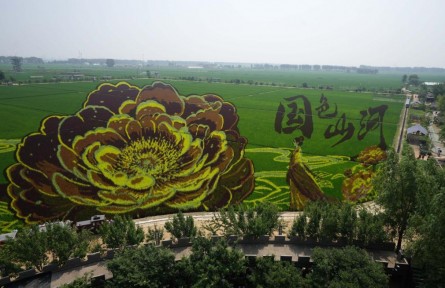 一粒米的“新”意