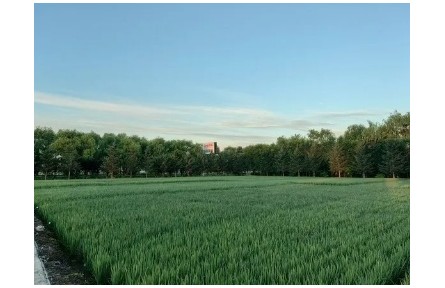 黑龍江：農(nóng)作物專(zhuān)家育種示范基地網(wǎng)絡(luò)體系全面建成