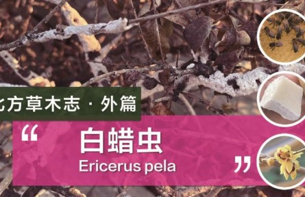 除了蜜蜂，這種蟲子的分泌物也可以制作蠟燭！