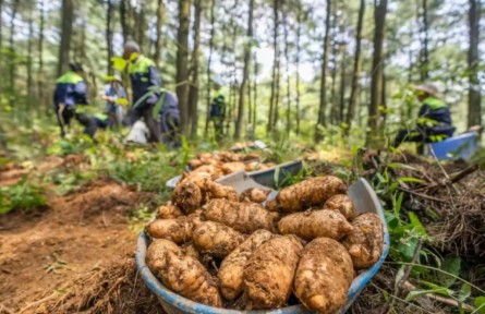 跑出鄉(xiāng)村全面振興“加速度” 貴州抓好產(chǎn)業(yè)和就業(yè)“兩個(gè)關(guān)鍵”